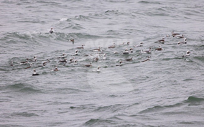 Large flock of Long-tailed Duck (Clangula hyemalis), male and female, winter plumage, swimming on the sea. stock-image by Agami/Lennart Verheuvel,
