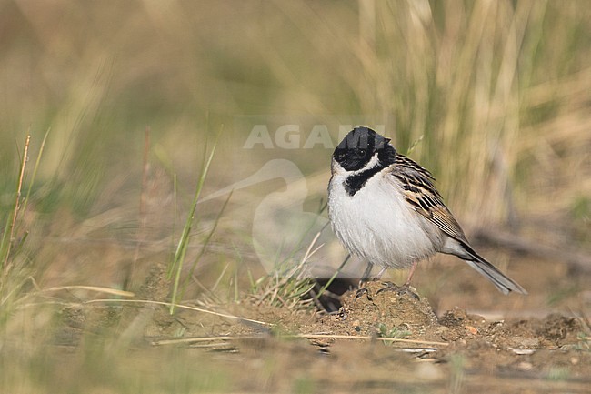 Pallas's Bunting - Pallasammer - Emberiza pallasi ssp. pallasi, adult male stock-image by Agami/Ralph Martin,