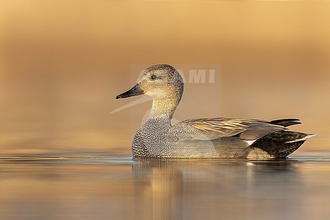 Gadwall (Anas strepera) swimming in a pond in Manitoba, Canada. stock-image by Agami/Glenn Bartley,