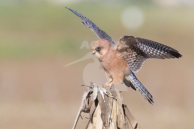 Red-footed Falcon (Falco vespertinus), adult female alighting on a dead corn plant stock-image by Agami/Saverio Gatto,