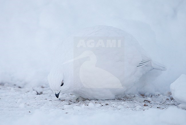 Vrouwtje Moerassneeuwhoen in de sneeuw, Female Willow Ptarmigan in snow stock-image by Agami/Markus Varesvuo,