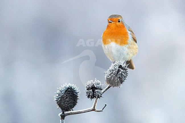 European Robin (Erithacus rubecula) perched on a branch in winter stock-image by Agami/Daniele Occhiato,