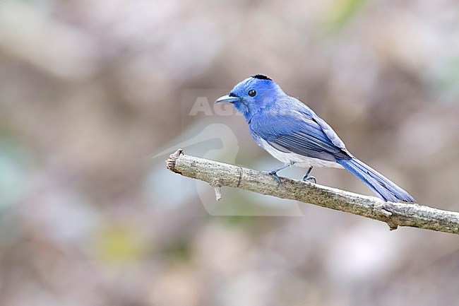 A male Black-naped Monarch is sitting on an exposed branch against a clear light brown background in Kaeng Krachan National Park in Thailand. stock-image by Agami/Jacob Garvelink,