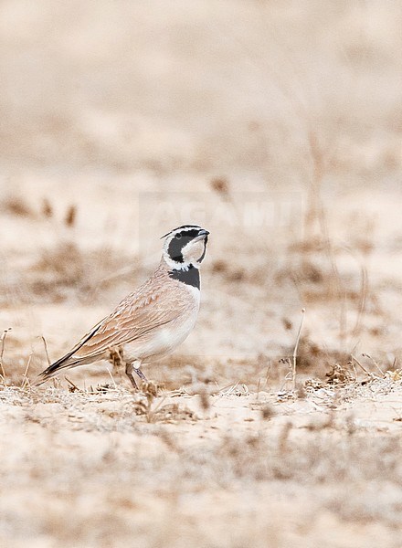 Adult Temminck's Lark (Eremophila bilopha) in the southern negev, Israel, stock-image by Agami/Marc Guyt,