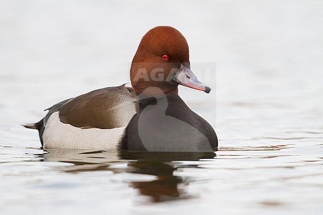 Adult male hybrid Common Pochard x Red-crested Pochard (Aythya ferina x Netta rufina) swimming on a lake in Germany. stock-image by Agami/Ralph Martin,