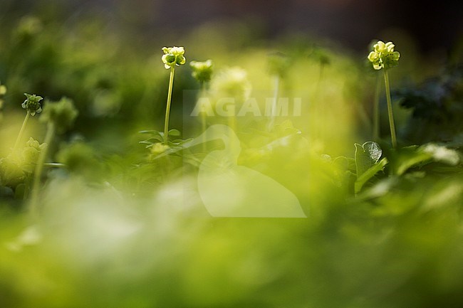Moschatel or Five-faced bishop stock-image by Agami/Wil Leurs,
