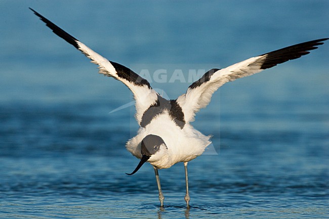 Kluut, Pied Avocet, Recurvirostra avosetta stock-image by Agami/Menno van Duijn,