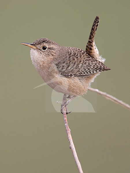 Southern house wren (Troglodytes musculus audax) at Mejía, Peru stock-image by Agami/Tom Friedel,