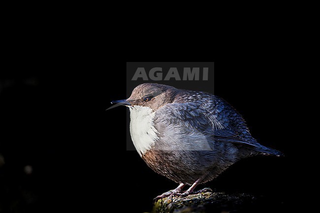 Zwartbuikwaterspreeuw, Black-bellied Dipper, Cinclus cinclus cinclus stock-image by Agami/Wil Leurs,