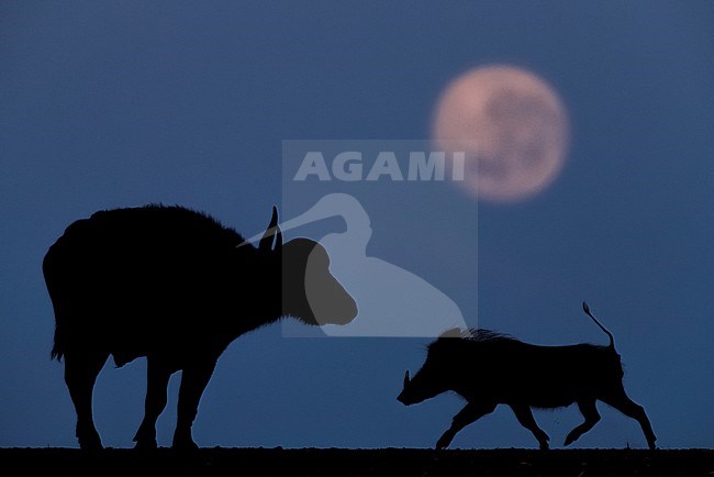 African buffalo (Syncerus caffer caffer) in South Africa. Standing at night with rising moon. Together with running Common Warthog (Phacochoerus africanus sundevallii). stock-image by Agami/Bence Mate,