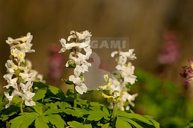 Close-up van bloeiende witte Holwortel, Close up of flowering white Hollowwort stock-image by Agami/Wil Leurs,
