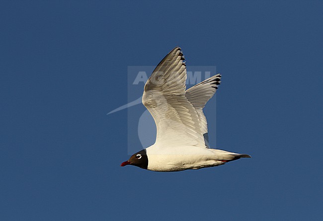Relictmeeuw in vlucht; Relict Gull (Ichthyaetus relictus) flying stock-image by Agami/James Eaton,