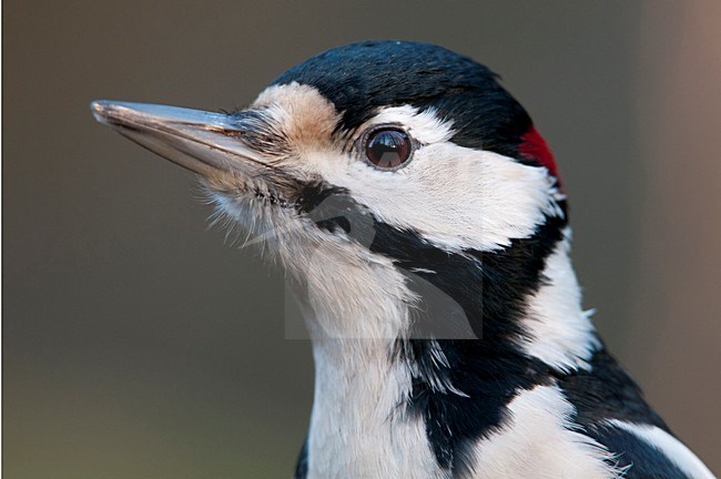 Grote Bonte Specht close-up; Great Spotted Woodpecker close up stock-image by Agami/Han Bouwmeester,