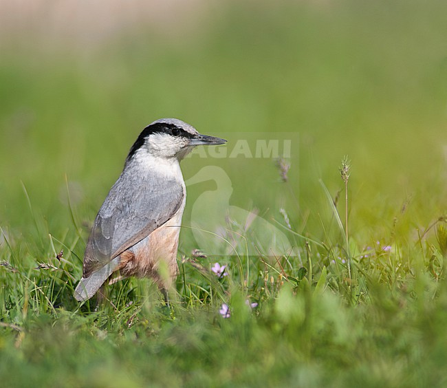 Eastern Rock Nuthatch, Sitta tephronota obscura, in Armenia. stock-image by Agami/Rene Pop - The Sound Approach,