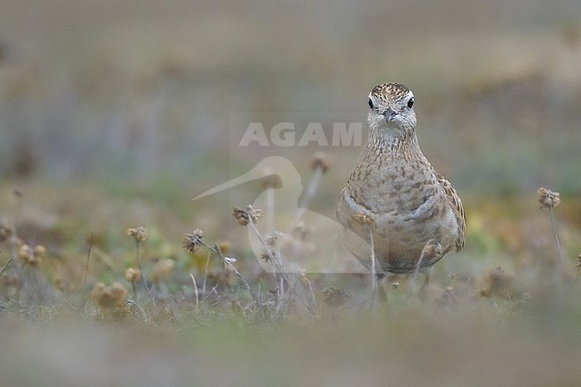 Eurasian Dotterel (Charadrius morinellus) juvenile, with the dune vegetation as background. stock-image by Agami/Sylvain Reyt,