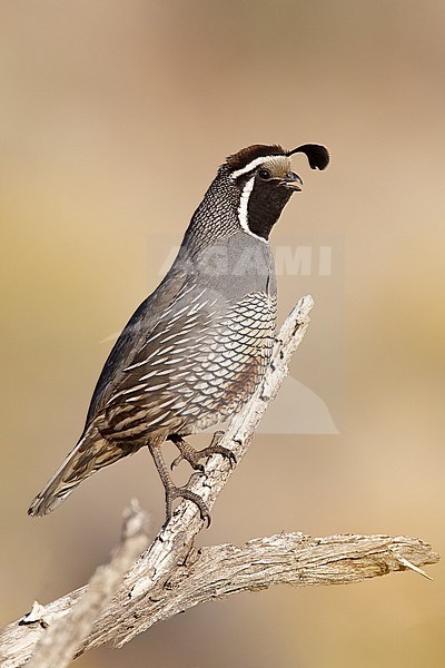 Zingend mannetje Californische Kuifkwartel, Male California Quail calling stock-image by Agami/Brian E Small,