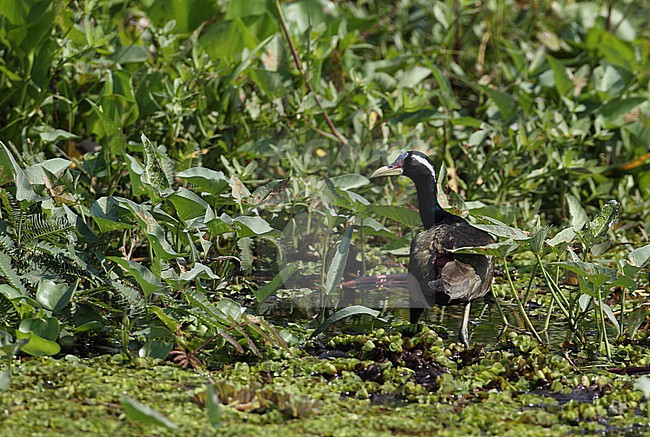 Bronze-winged Jacana (Metopidius indicus) in rice fields in Thailand stock-image by Agami/Helge Sorensen,