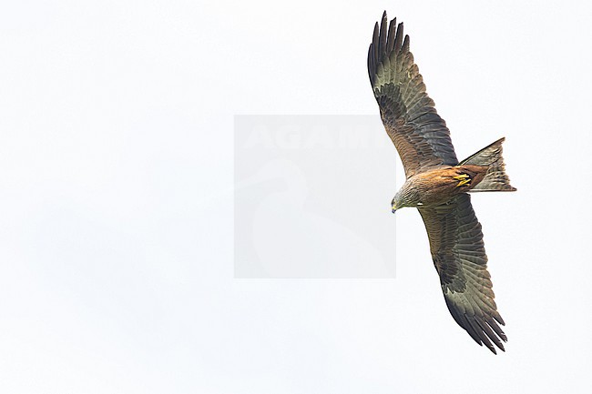 Zwarte Wouw, Black Kite, Milvus migrans- stock-image by Agami/Menno van Duijn,