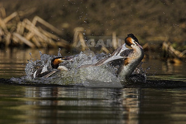 Fuut verdedigd territorium; Great Crested Grebe defending it\'s territory stock-image by Agami/Menno van Duijn,