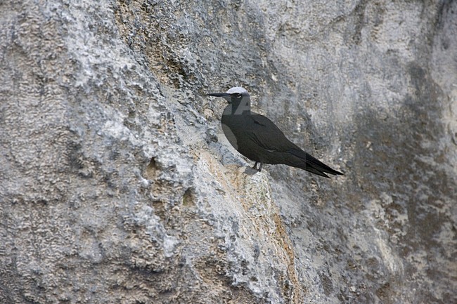 Black Noddy perched on rock; Witkapnoddy zittend op rotswand stock-image by Agami/Marc Guyt,