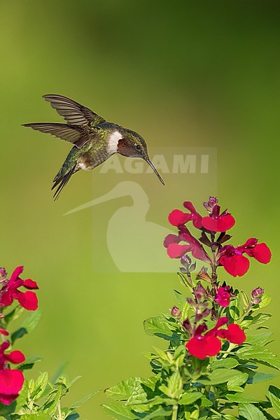 Adult male
Galveston Co., TX
May 2023 stock-image by Agami/Brian E Small,