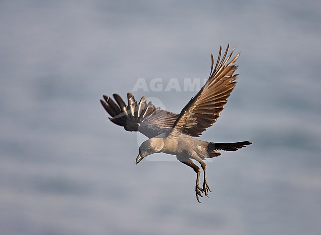 Huiskraai in vlucht; House Crow in flight stock-image by Agami/Markus Varesvuo,