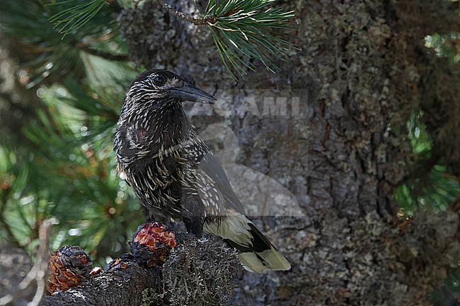 Adult Spotted Nutcracker or Eurasian Nutcracker (Nucifraga caryocatactes ssp. caryocatactes) perching on a Swiss stone pine and feeding on a cone of the Swiss stone pine stock-image by Agami/Mathias Putze,