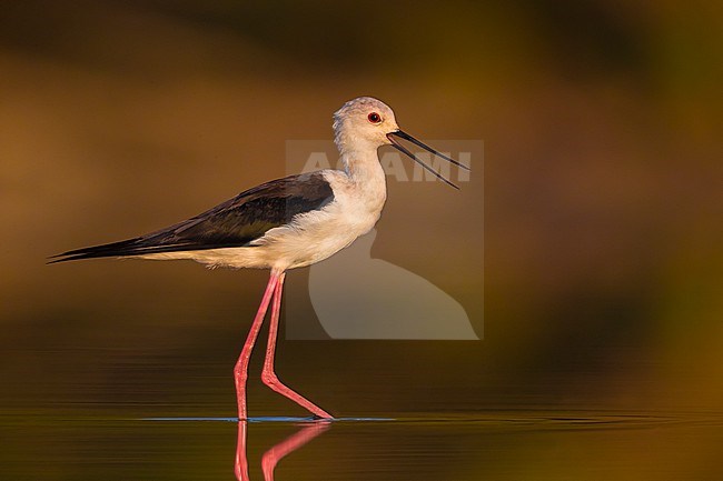 Adult Black-winged Stilt (Himantopus himantopus) standing in shallow water in Italy. Calling. stock-image by Agami/Daniele Occhiato,