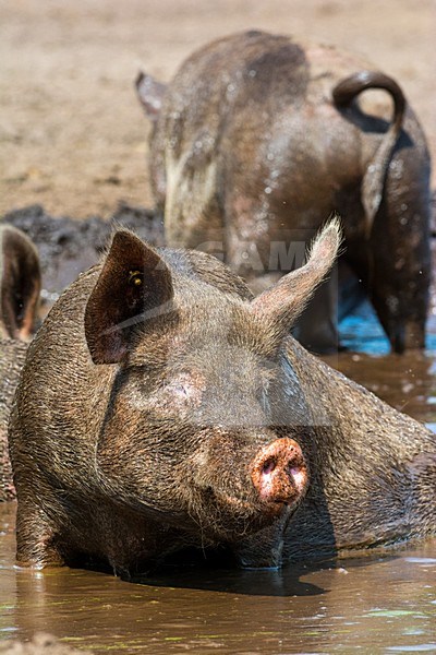 Vrije uitloop varken; Domestic Pig stock-image by Agami/Hans Germeraad,