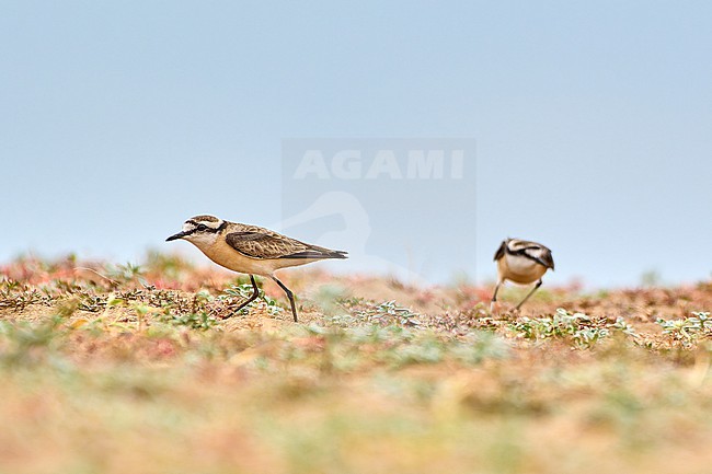 Kittlitz's Plover (Charadrius pecuarius) pair in action, Zimbabwe stock-image by Agami/Tomas Grim,
