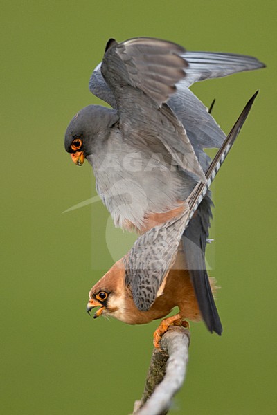 Roodpootvalk parend; Red-footed Falcon mating stock-image by Agami/Bence Mate,