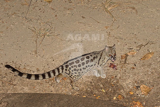 Rusty-spotted genet (Genetta maculata) in Tanzania. stock-image by Agami/Pete Morris,