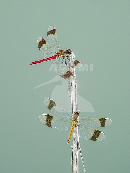 Banded darters (Sympetrum pedemontanum) perched on a dry stalk in Beaucaire, with a green background, Southern France. stock-image by Agami/Sylvain Reyt,