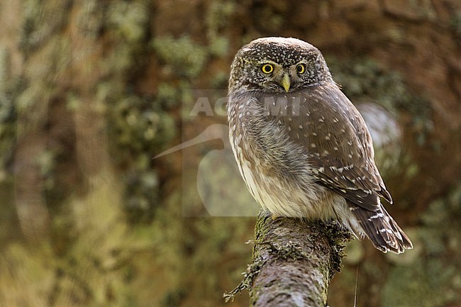 Eurasian Pygmy-Owl - Sperlingskauz - (Glaucidium passerinum ssp. passerinum, Germany, adult stock-image by Agami/Ralph Martin,