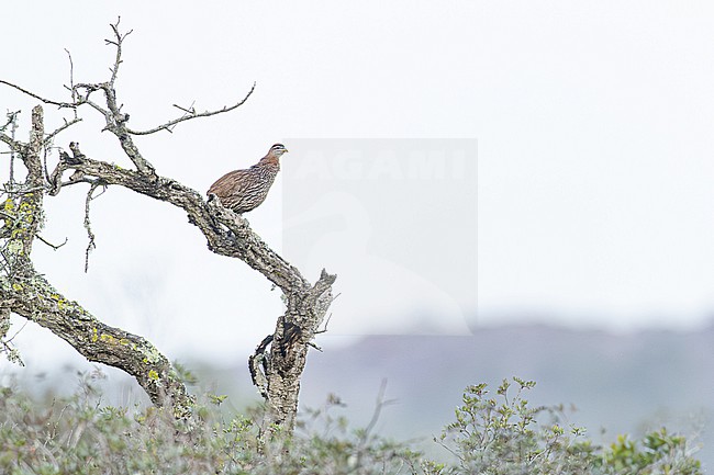 Barbarijse Frankolijn, Double-spurred Francolin, Pternistis bicalcaratus ayesha stock-image by Agami/Menno van Duijn,