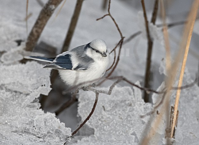 Azure Tit perched on a branch; Azuurmees volwassen zittend op een tak stock-image by Agami/Jari Peltomäki,