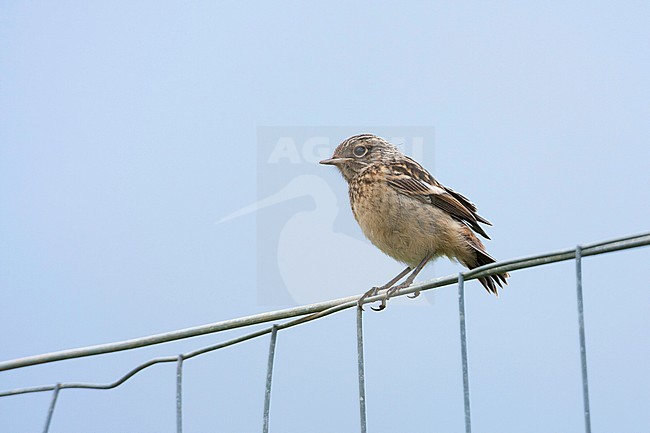 Roodborsttapuit, European Stonechat, Saxicola torqatus ssp. rubicola stock-image by Agami/Ralph Martin,