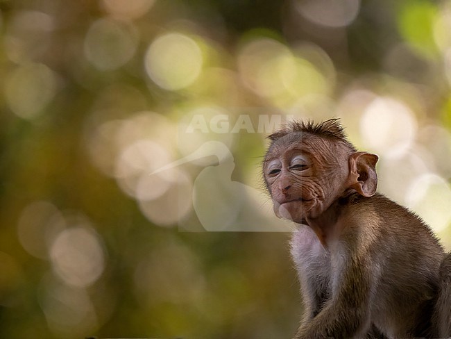 Sri Lankan Toque Macaque, Macaca sinica stock-image by Agami/Hans Germeraad,