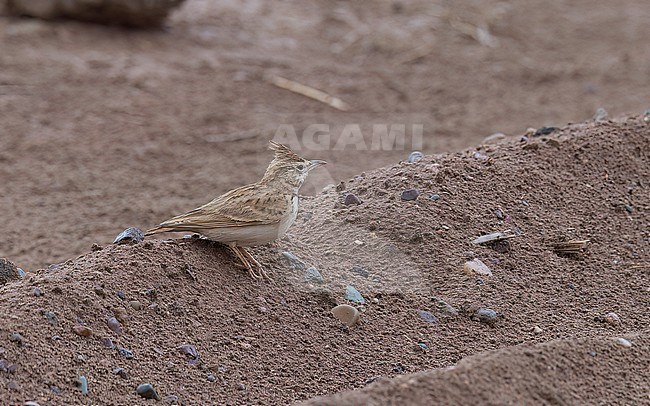 Side view of a Maghreb Lark (Galerida macrorhyncha) on the ground. Morocco, Africa stock-image by Agami/Markku Rantala,