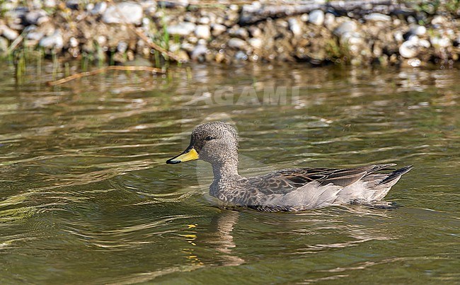 Yellow-billed teal (Anas flavirostris) swimming in a stream in southern Argentina. stock-image by Agami/Marc Guyt,
