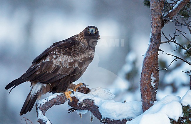 Steenarend zittend met prooi; Golden Eagle perched with prey stock-image by Agami/Markus Varesvuo,