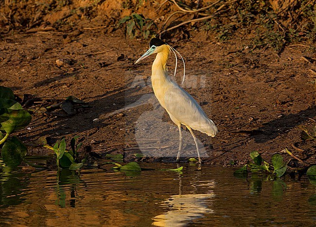 Capped Heron, Pilherodius pileatus, adult standing at the waters edge in the Pantanal, Brazil stock-image by Agami/Andy & Gill Swash ,