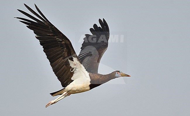 Abdim's Stork (Ciconia abdimii) is an African species also living at the southern part of the Arabian Peninsula. stock-image by Agami/Eduard Sangster,