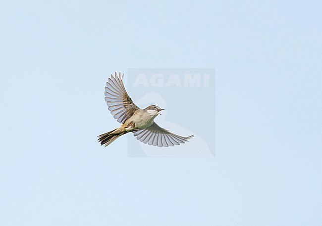 Adult male Common Whitethroat (Sylvia communis) in song flight, singing and flying against a blue sky, showing underside and wings fully spread stock-image by Agami/Ran Schols,