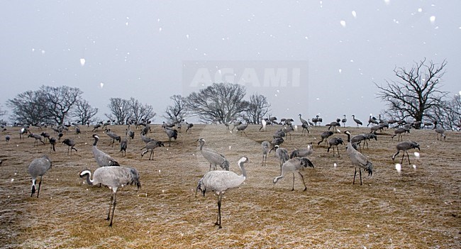 Kraanvogel groep foeragerend; Common Crane group feeding stock-image by Agami/Bence Mate,