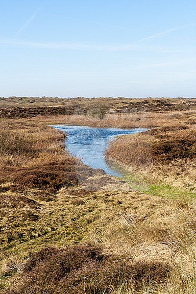 Lake at Texel in spring stock-image by Agami/Marc Guyt,