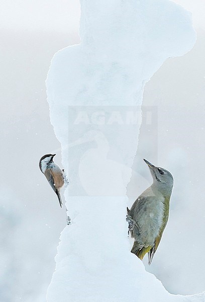 Siberian Tit (Parus cinctus) and Grey-heades Woodpecker (Picus canus) Kuusamo Finland January 2019 stock-image by Agami/Markus Varesvuo,