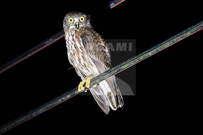 Chocolate Boobook (Ninox randi) at Subic Bay, Luzon, in the Philippines. Perched on an electricity wire during the night. stock-image by Agami/Laurens Steijn,