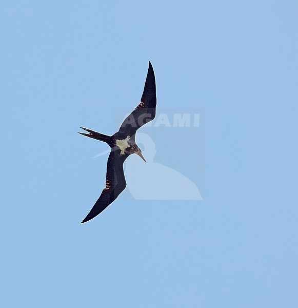 Female Lesser Frigatebird, Fregata ariel, in flight. stock-image by Agami/Nigel Voaden,