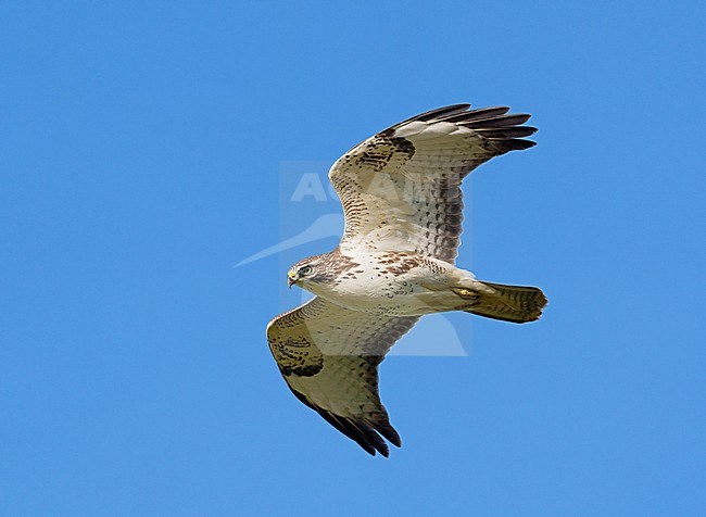 White morph immature, first year Common Buzzard (Buteo buteo buteo) flying, migrating in autumn in blue sky showing underside stock-image by Agami/Ran Schols,